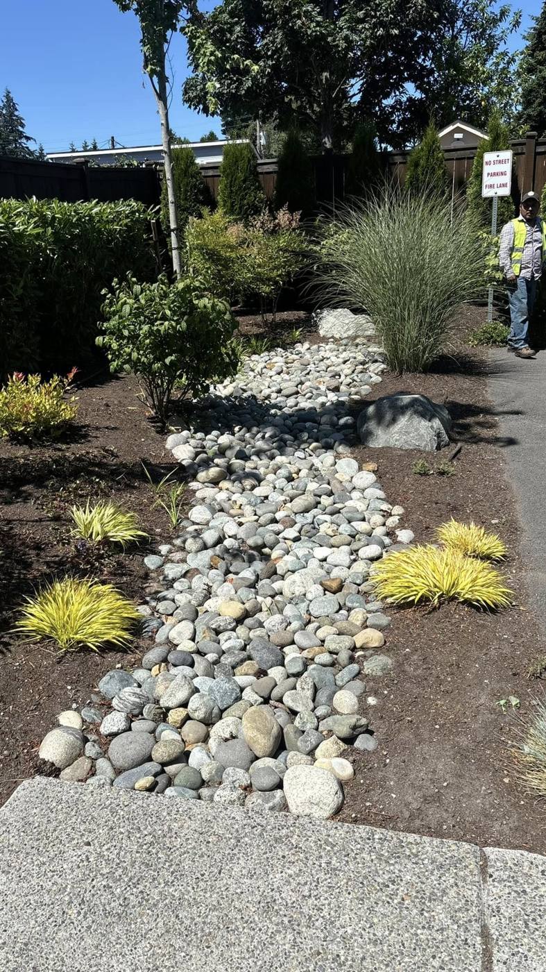 Dry creek bed of river rock winding through new plantings of ornamental grasses and golden sedge